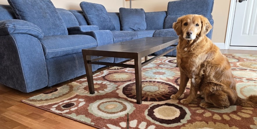 area rug cleaning service in madison