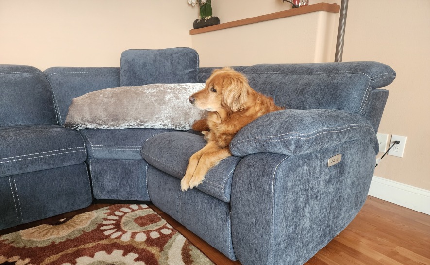 pet stain and odor removal service in madison