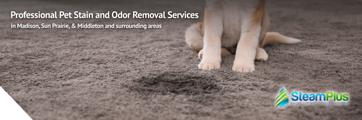 pet stain and odor removal service in madison