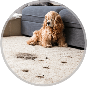 steam-plus-pet-stain-and-odor-removal-th Area rug Cleaning Service Icon