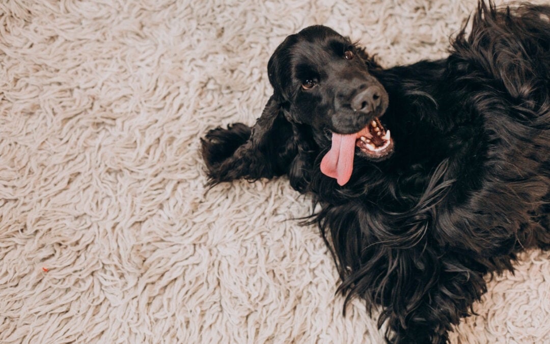 dog on a carpet