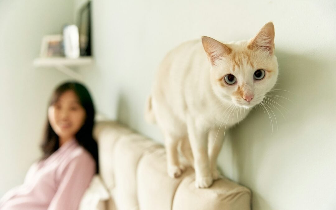 pet in an upholstery