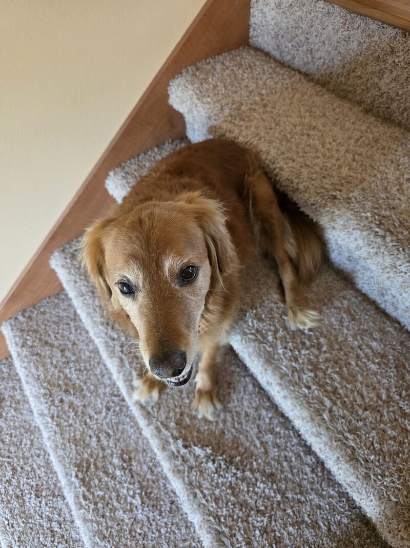 pet stain and odor removal service in madison