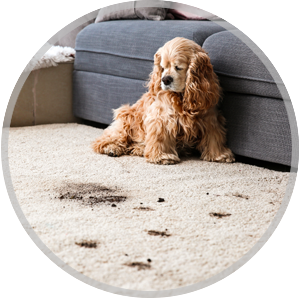 Area rug Cleaning Service Icon