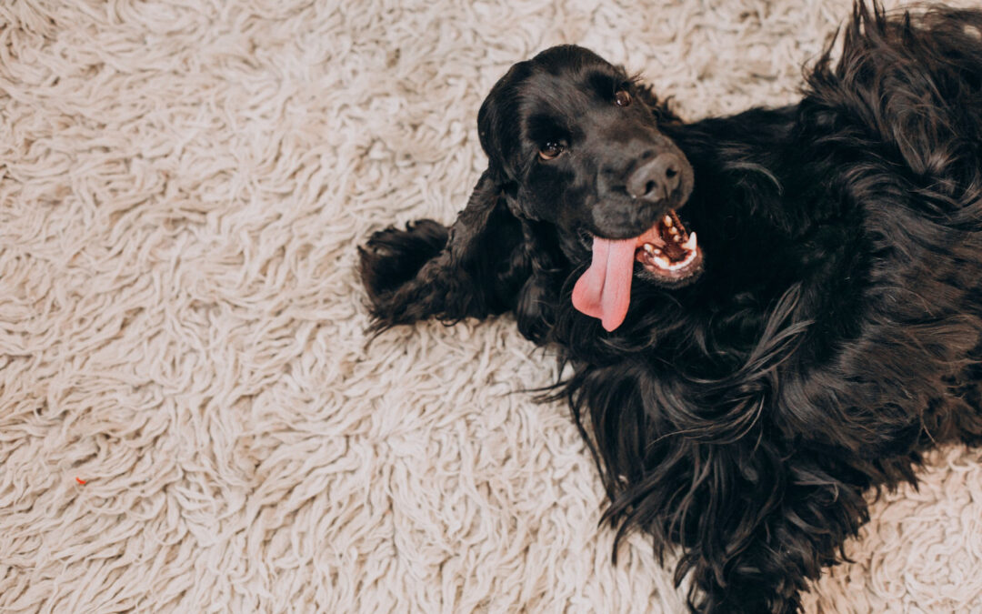 How to Deal with Stubborn Pet Stains on Carpets