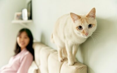 How to Keep Your Upholstery Clean with Pets